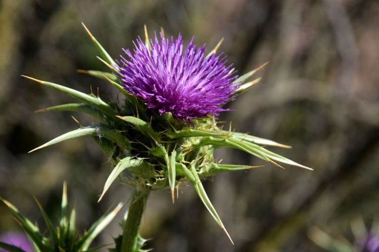 Milk Thistle Seeds