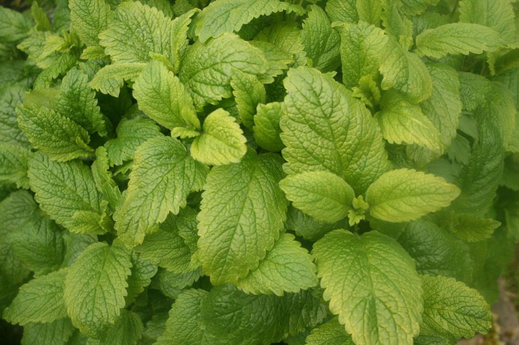 Lemon Balm