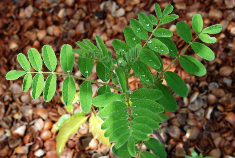 Astragalus