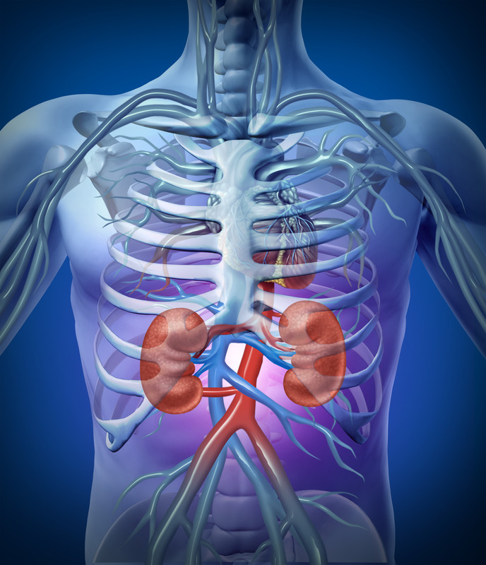 Herbs For Kidney Support