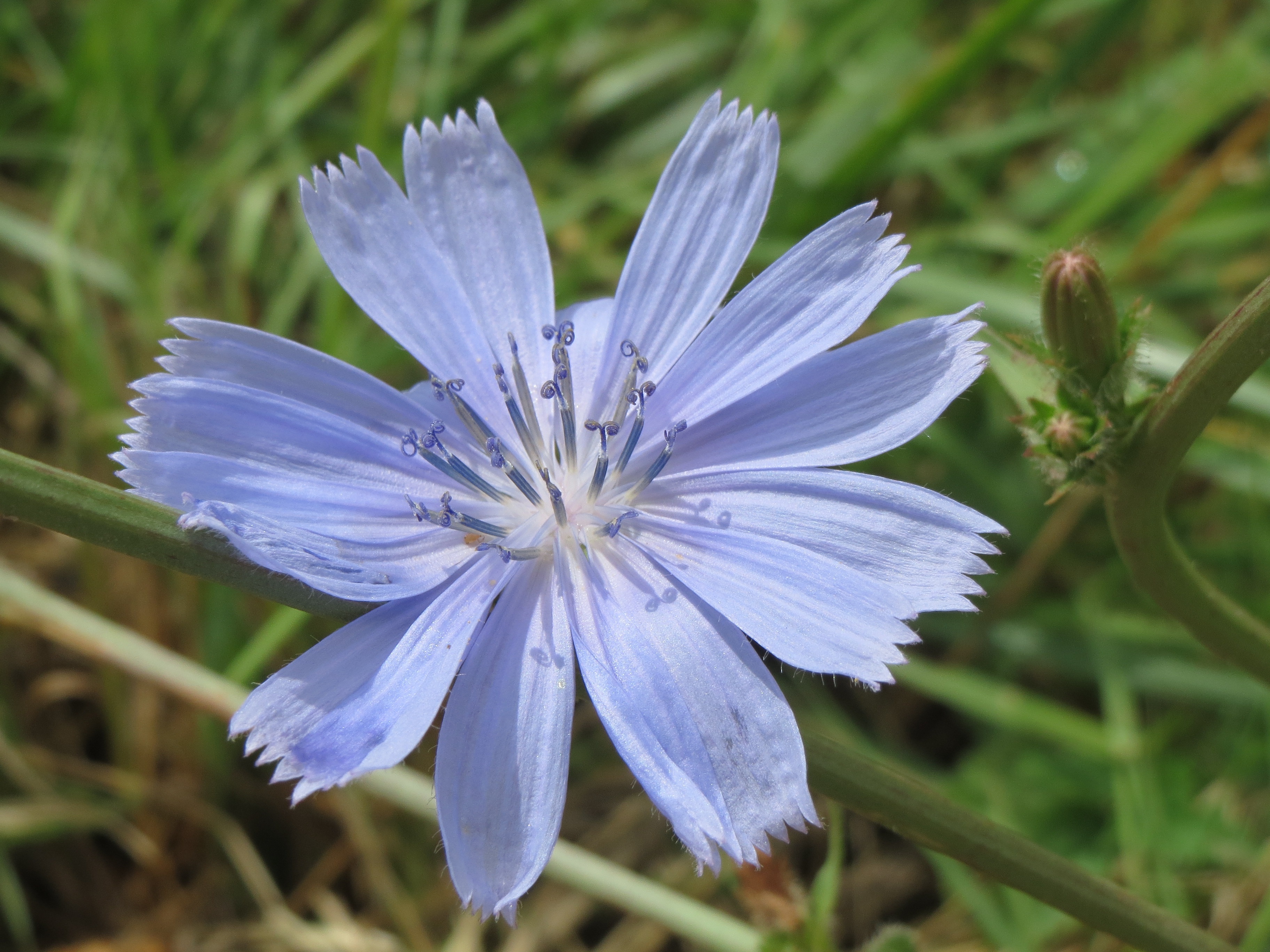 Chicory Root