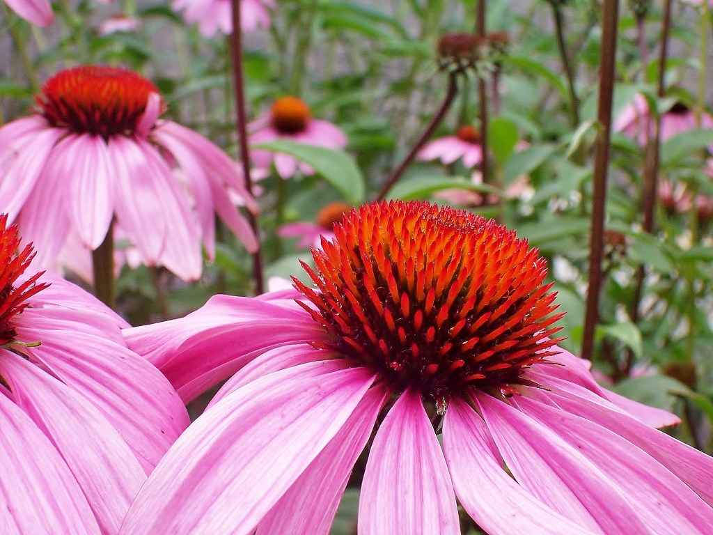 Echinacea