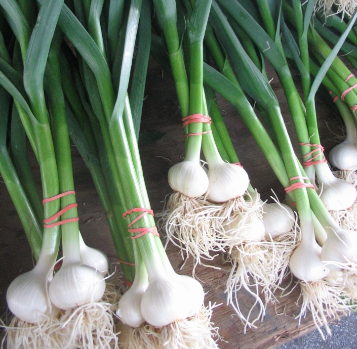 Antiviral herb Garlic
