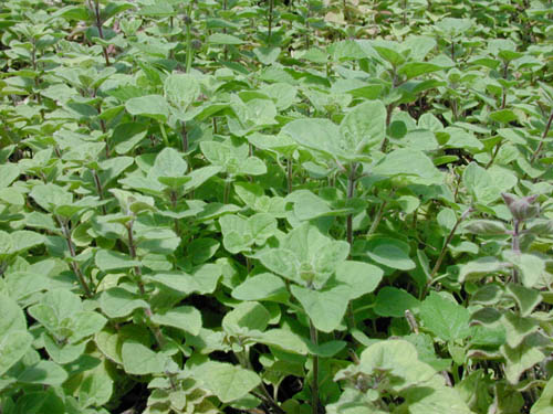 Antiviral Herb Oregano