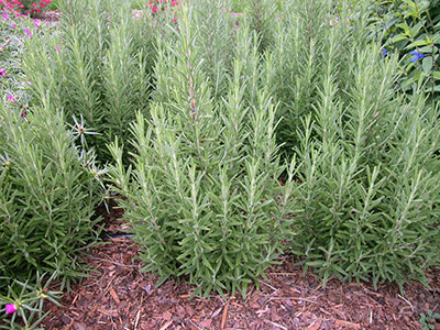 Antiviral Herb Rosemary