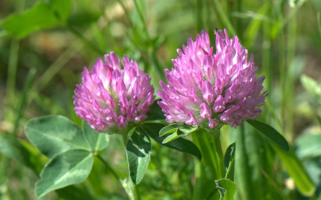 Red Clover