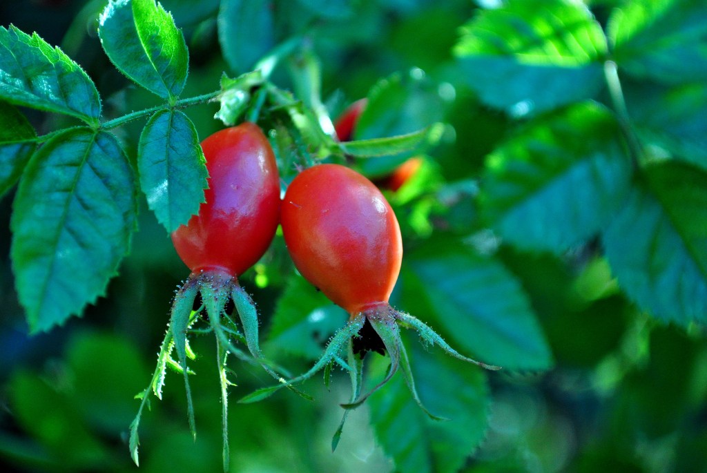 Rose Hips