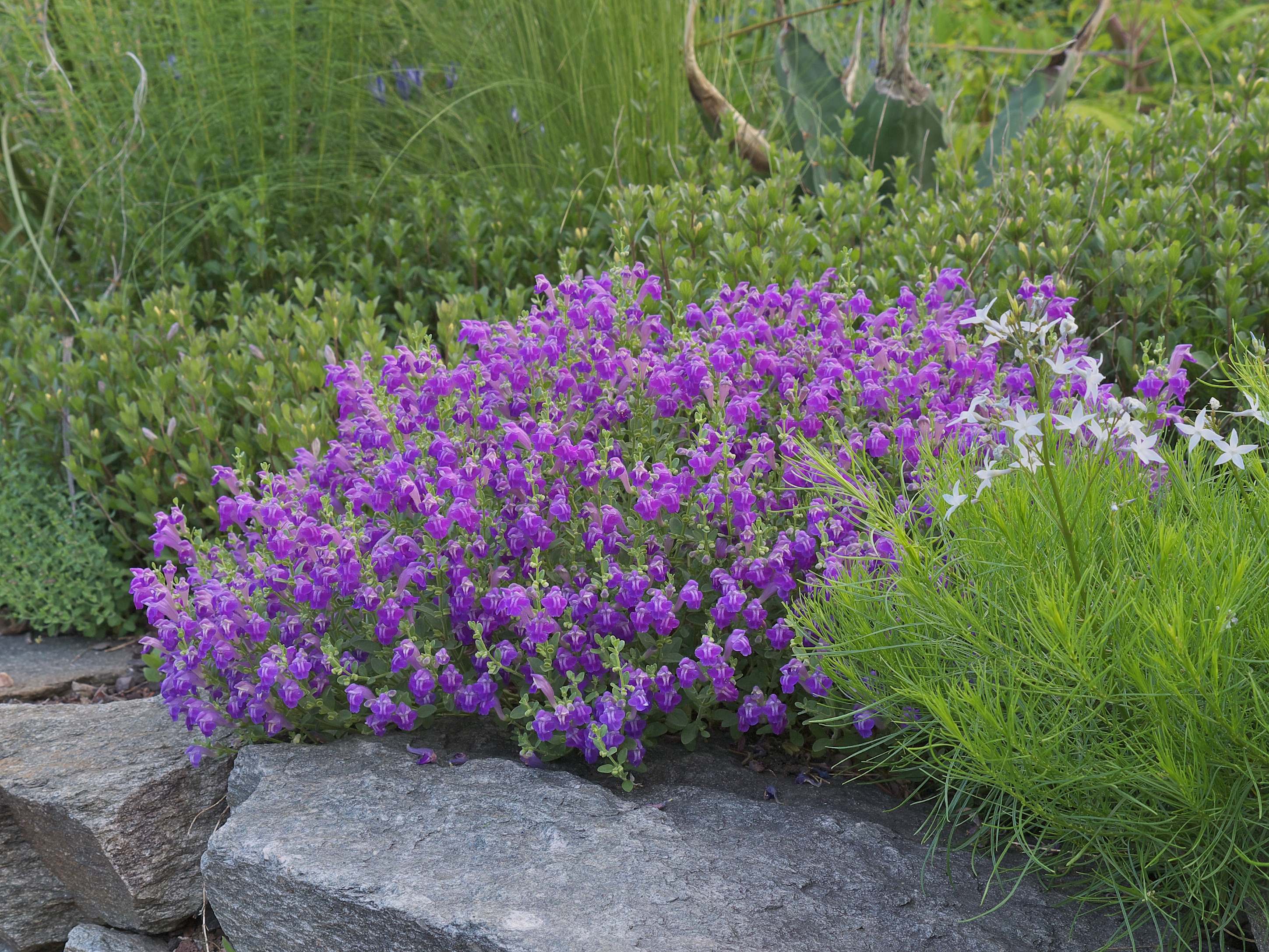 Bill McLaughlin's Scullcap