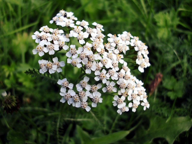Yarrow