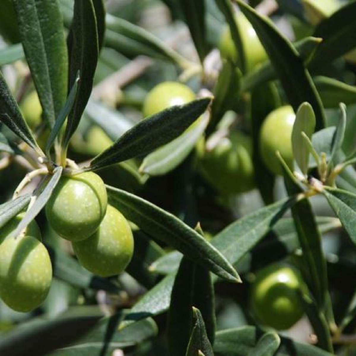Olive Leaf and Oil