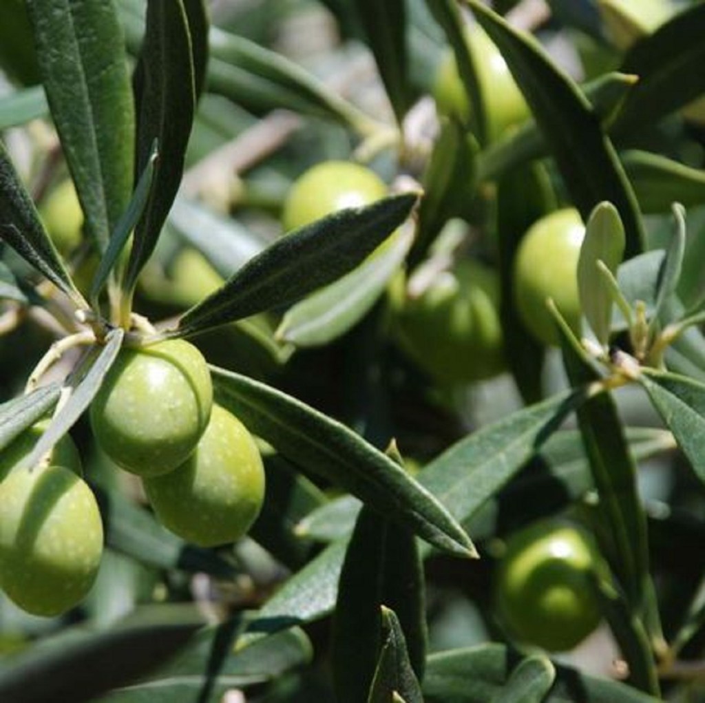 Olive Leaf and&nbsp;Oil