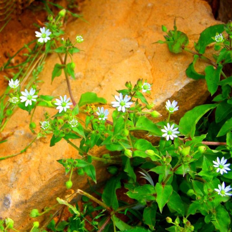 Chickweed