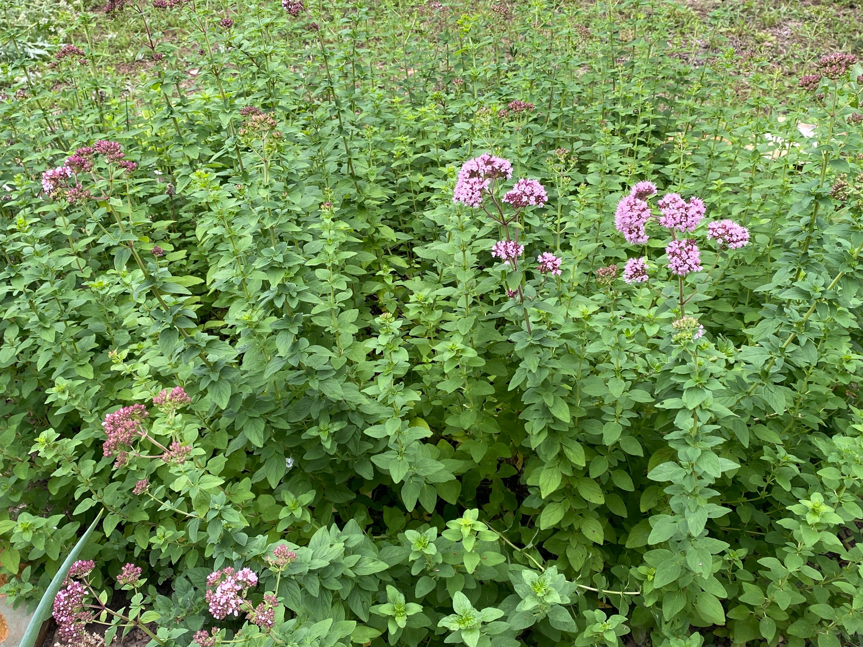 Oregano